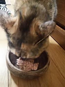 キングアガリクス　猫