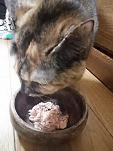 キングアガリクス　猫