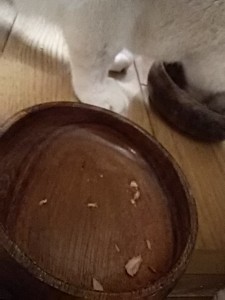 キングアガリクス　猫