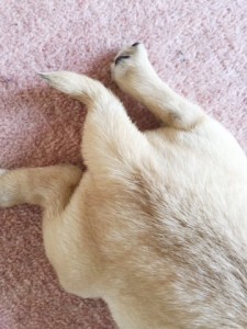 パグのしっぽ
