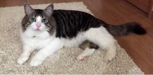 ねこ