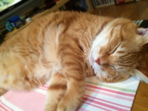 猫