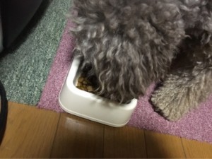 犬　ご飯　キングアガリクス１００