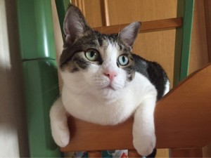 ねこ