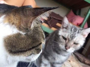 ねこ