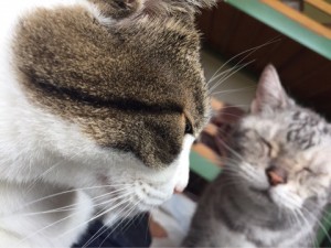 ねこ