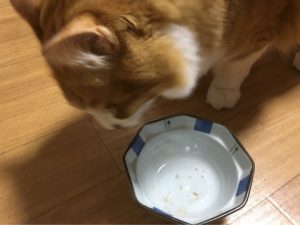 ねこ