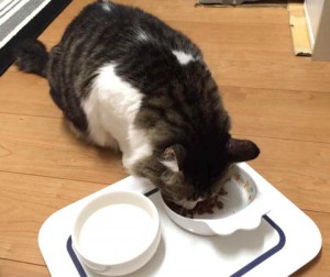 キングアガリクス100を食べるねこ