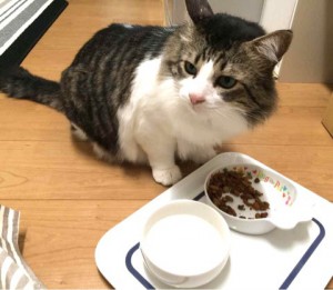 キングアガリクス100食べるねこ