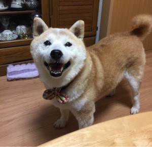 犬