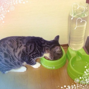 サプリを食べる猫
