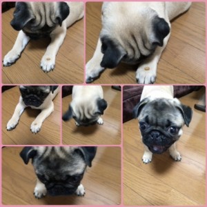 パグの写真