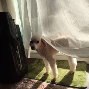 腫瘍再発が心配な犬