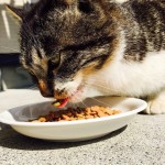 キングアガリクス　猫　ごはん