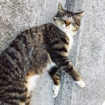 キングアガリクス　猫