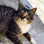 キングアガリクス　猫
