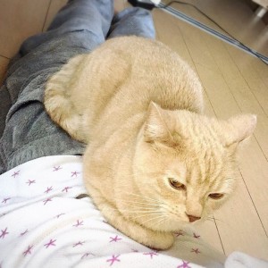 トトさん