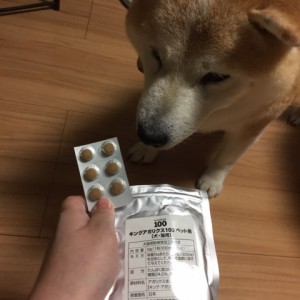 犬とキングアガリクス100