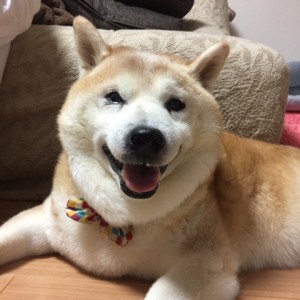 犬