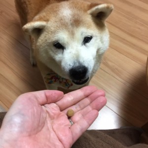 犬とキングアガリクス100