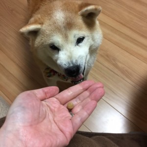 犬とキングアガリクス100
