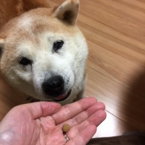 犬とキングアガリクス100