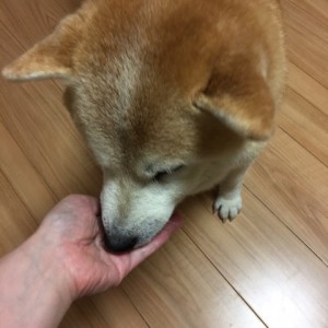 犬