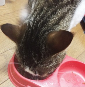 ねこ
