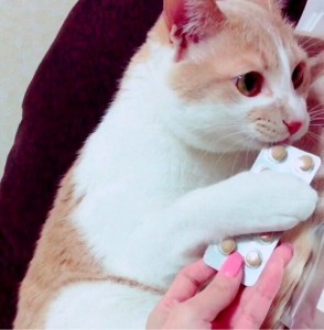 キングアガリクス　猫