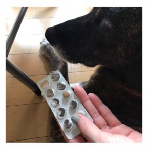 犬とキングアガリクス100