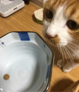 キングアガリクス100と猫
