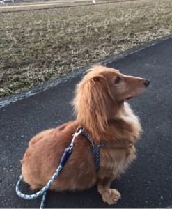 キングアガリクス　犬