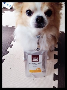 ペット用アガリクスと犬