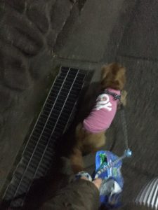 ミニチュアダックス