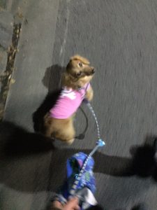 ミニチュアダックス