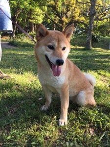 キングアガリクス　犬