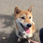 キングアガリクス　犬　