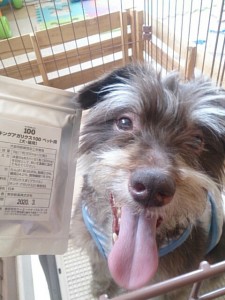 キングアガリクス　犬