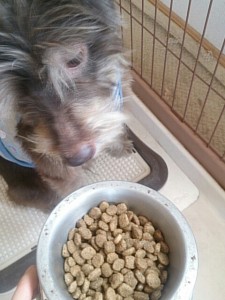 キングアガリクス　犬
