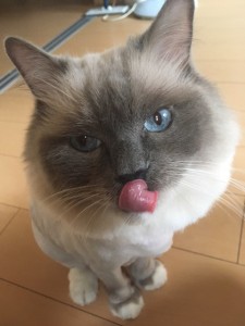 アクアさん