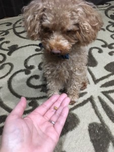 犬とキングアガリクス100ペット用