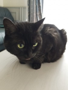 ねこ