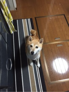 エサを待つ犬