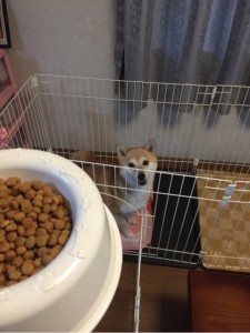 エサを待つ犬