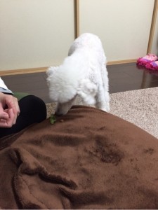 腫瘍の再発が心配な犬