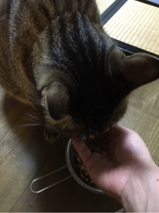 猫とキングアガリクス