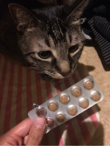 キングアガリクス100とねこ