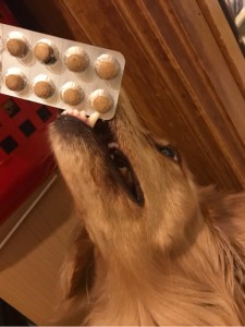 キングアガリクス100と犬