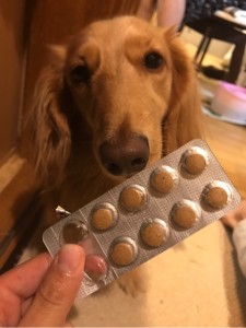 キングアガリクス100と犬