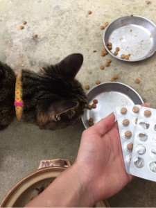 キングアガリクス100とねこ